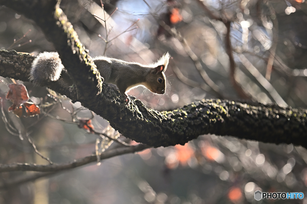 木枯らし吹く前に