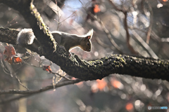 木枯らし吹く前に