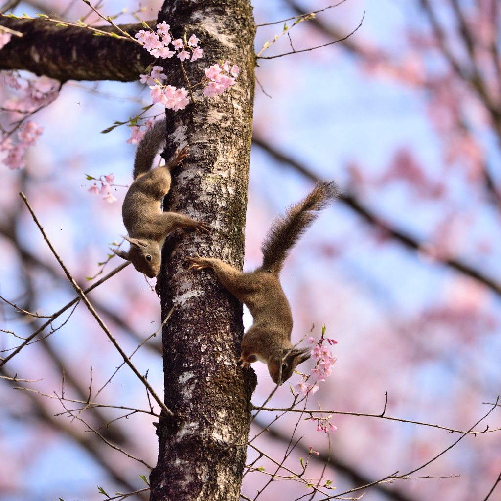 桜とリス　Ⅰ