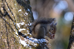 ガリガリ君　Ⅱ