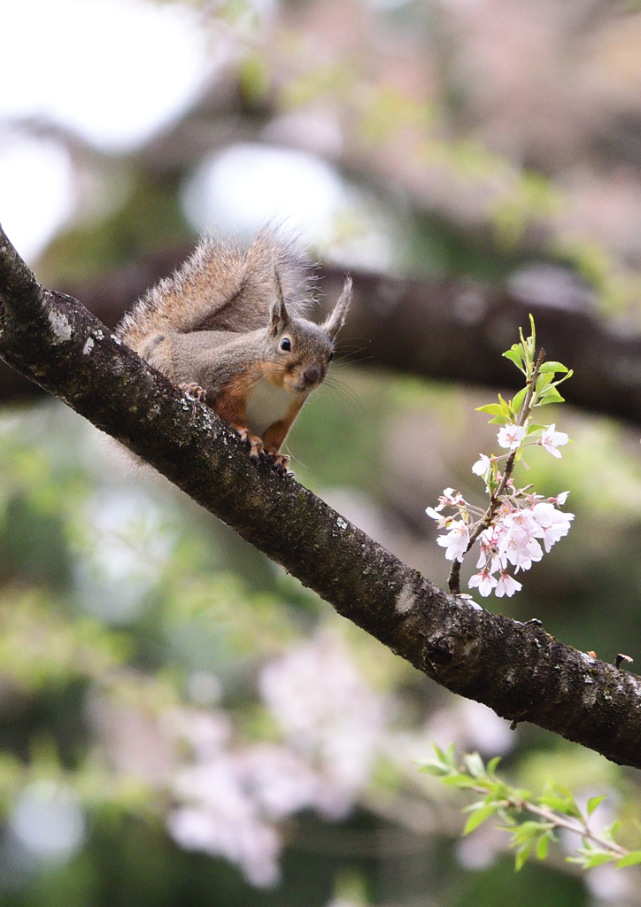 桜　三題　（来年に期待）