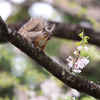 桜　三題　（来年に期待）