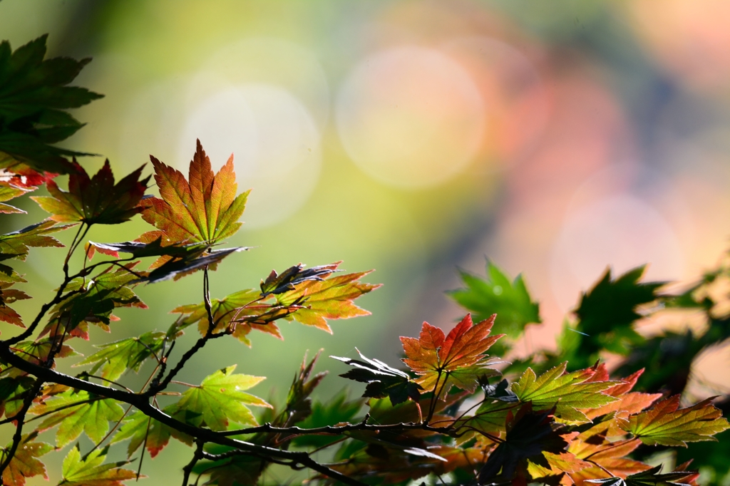 紅葉　Ⅰ