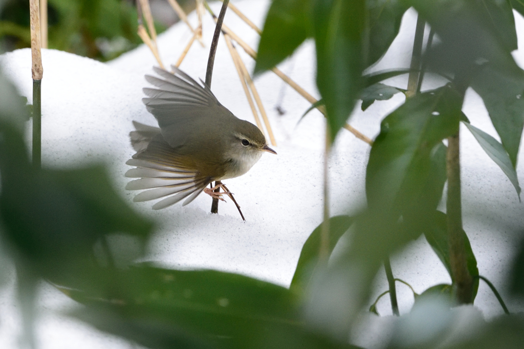 雪にウグイス　Ⅰ