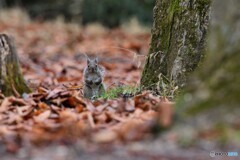 なーんだ　オジサンか～