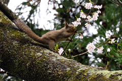 桜・リス　シリーズⅢ