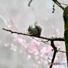 桜模様