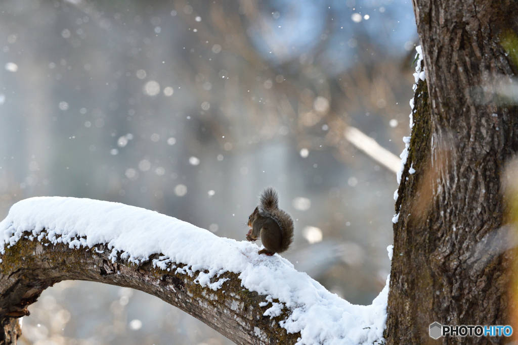 雪のテラスで朝食を