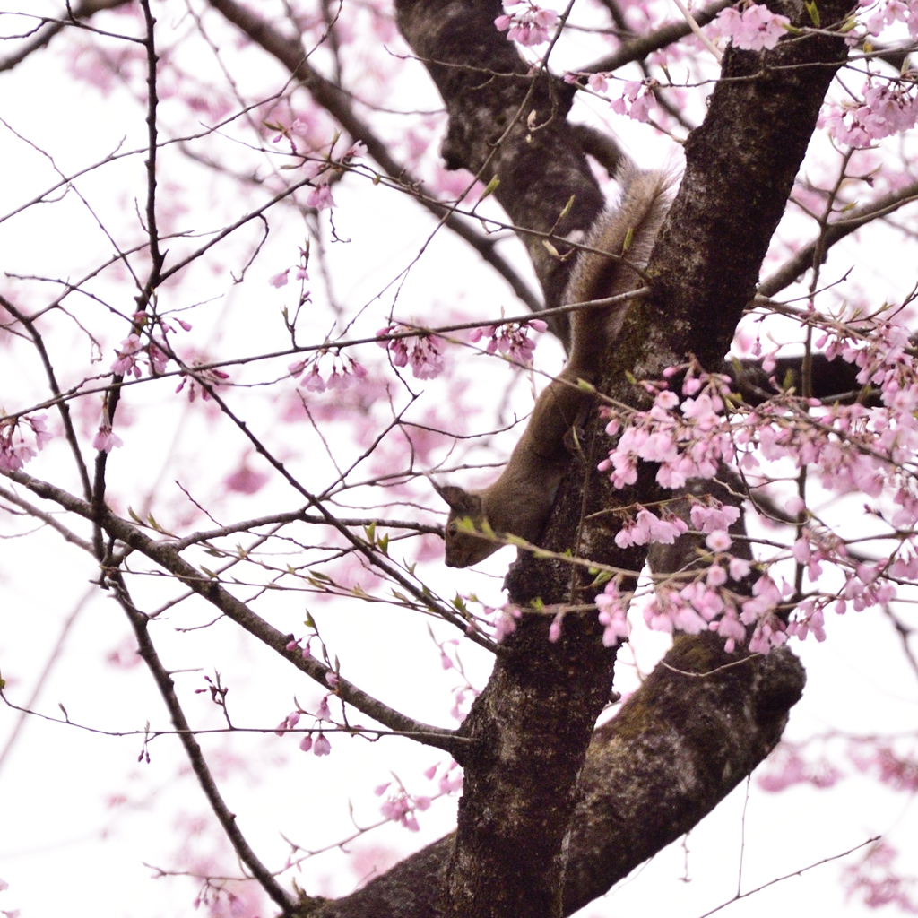 桜・リス　シリーズ　Ⅱ