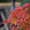 紅葉（ピンク）