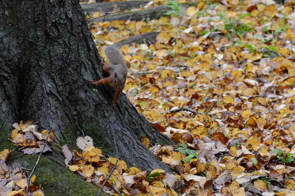 落ち葉とリスさん