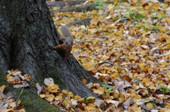 落ち葉とリスさん