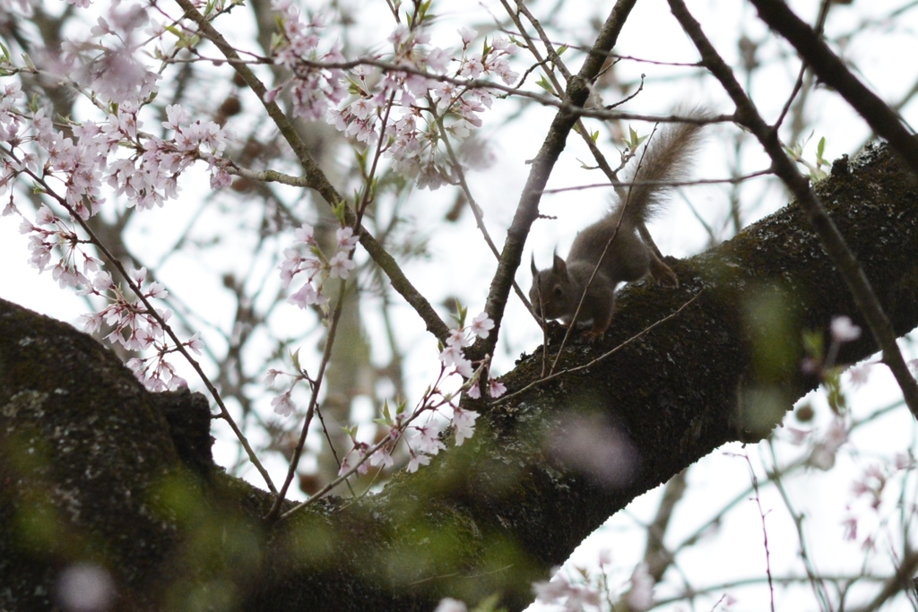 桜にリス　Ⅱ