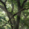 リスの棲む森