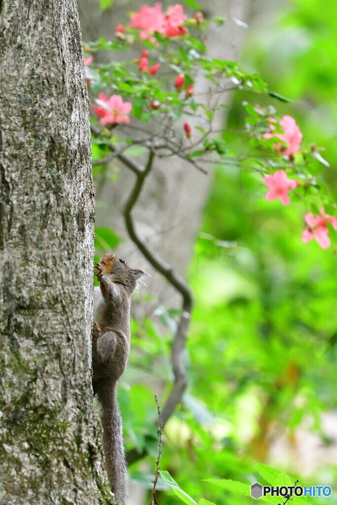 お花をを添えて（１）