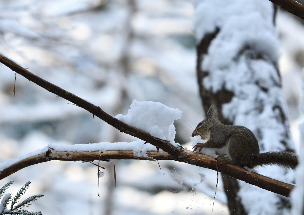 雪を食す Ⅱ