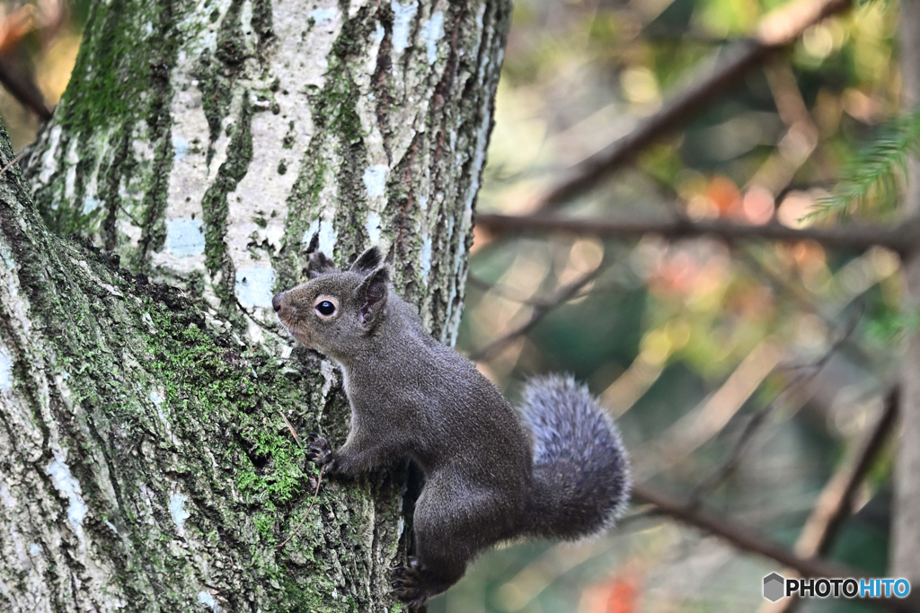来年はどんな年になるのかな？
