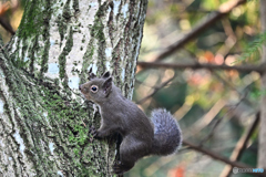 来年はどんな年になるのかな？