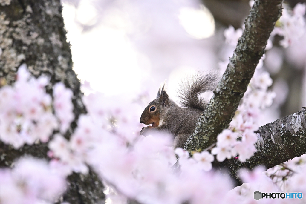 桜にかこまれ