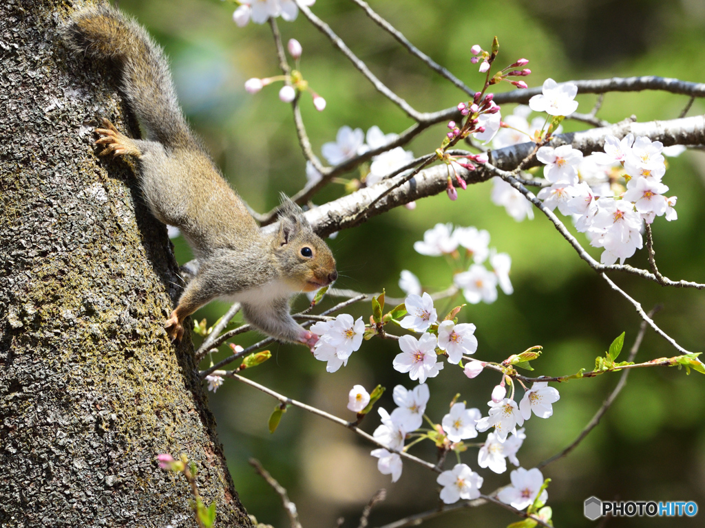 桜の思い出　Ⅱ