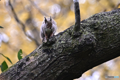 しっとりと晩秋