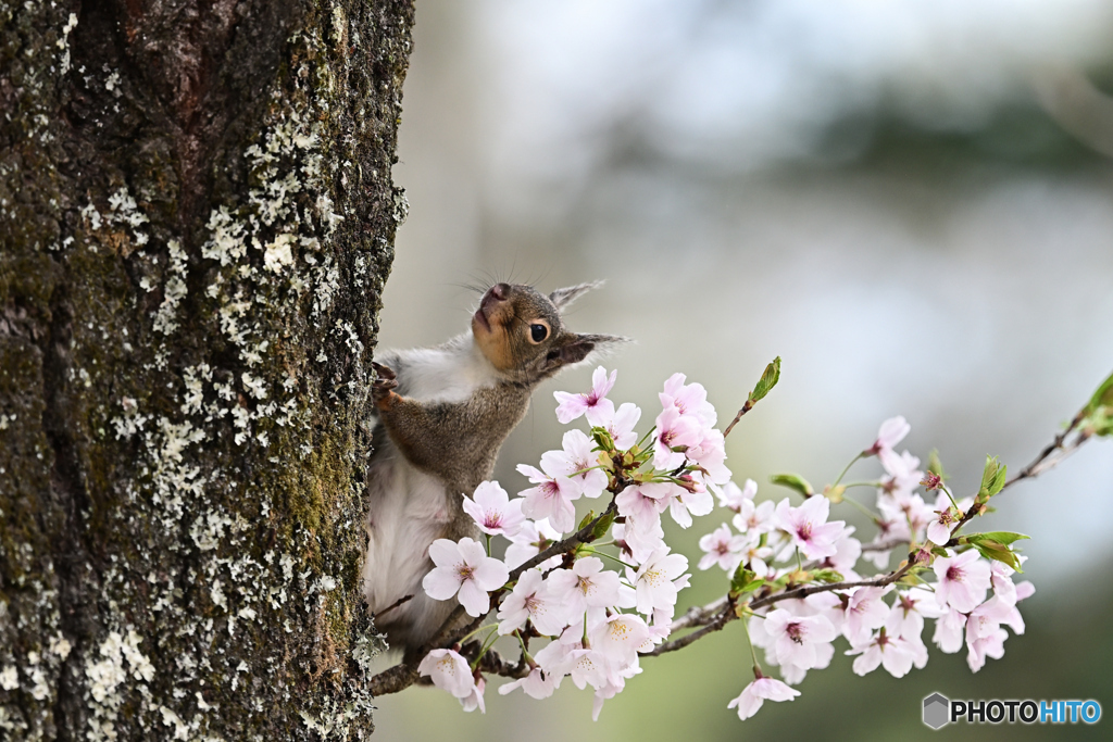 過ぎし桜の日