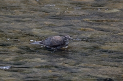 カワガラス　初見初撮り
