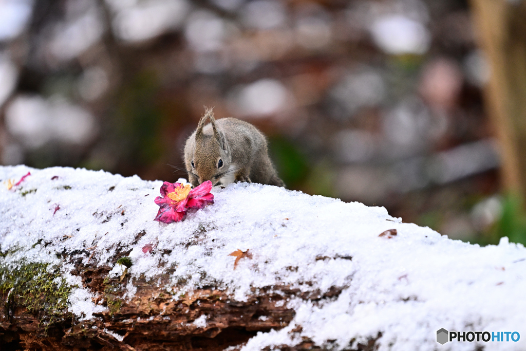 散り花添えて Ⅰ