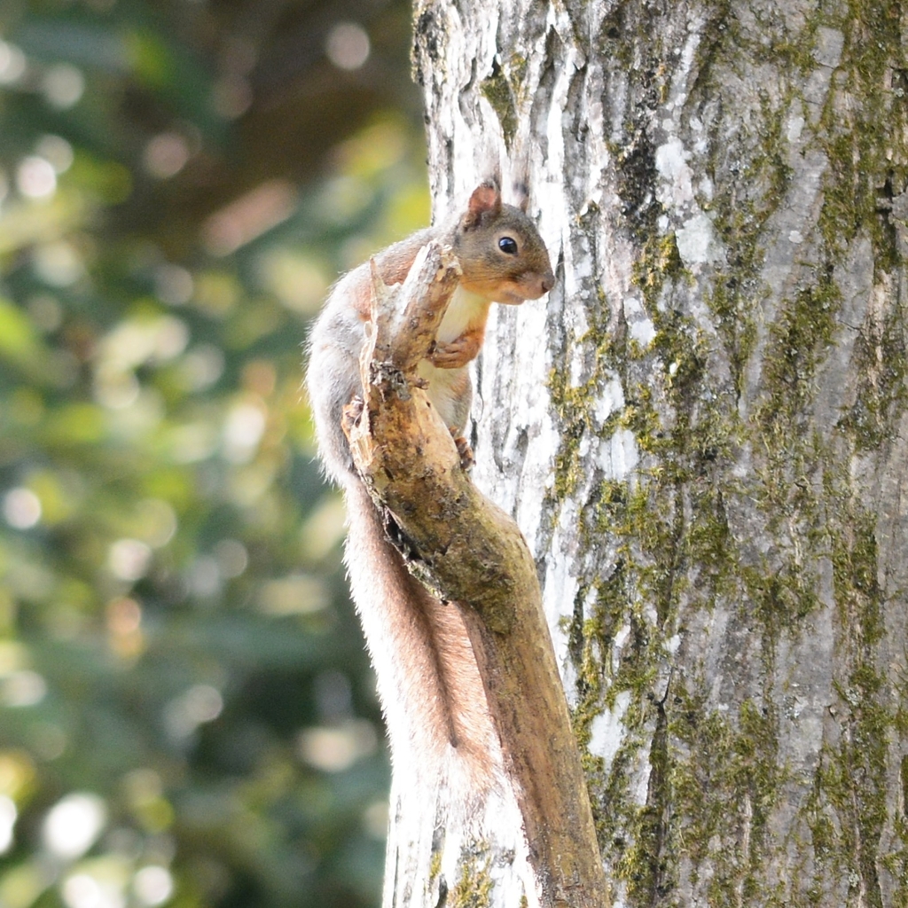オナガ？　オナガリス？
