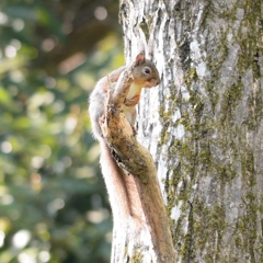 オナガ？　オナガリス？