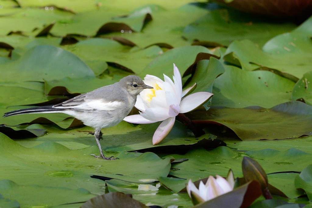 花と鳥