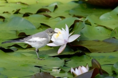 花と鳥