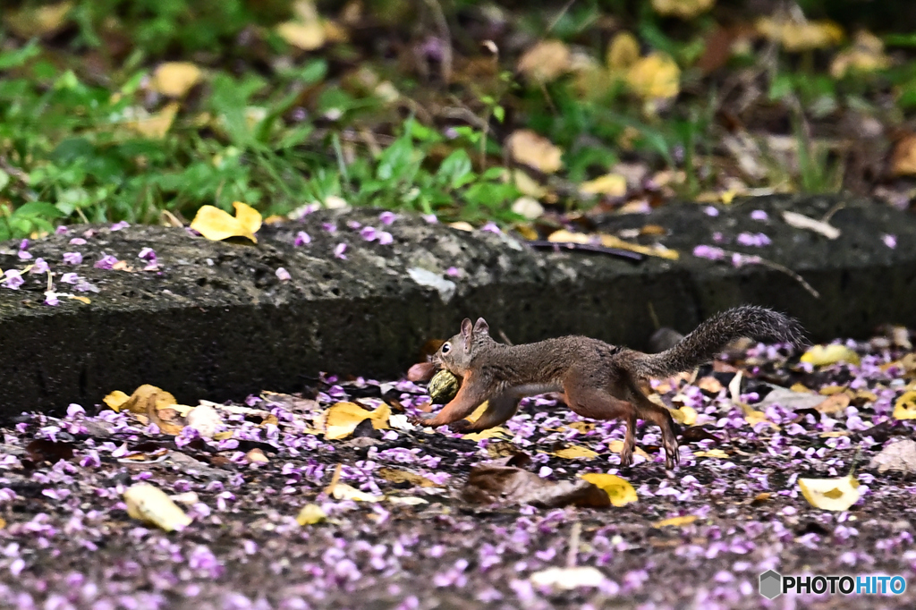 葛の花散る道を急ぐ
