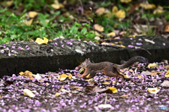 葛の花散る道を急ぐ