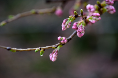 桜　期待