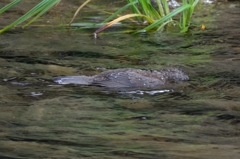 カワガラス　潜水