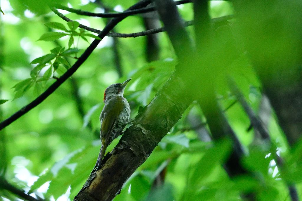 青 in GREEN