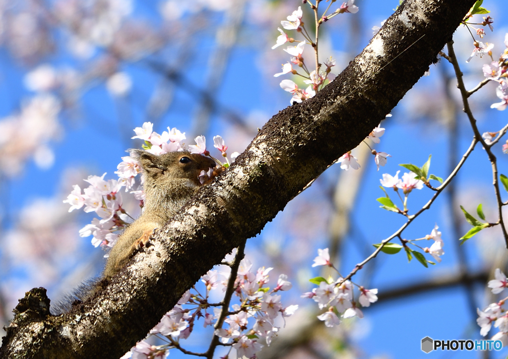 桜 （青空）
