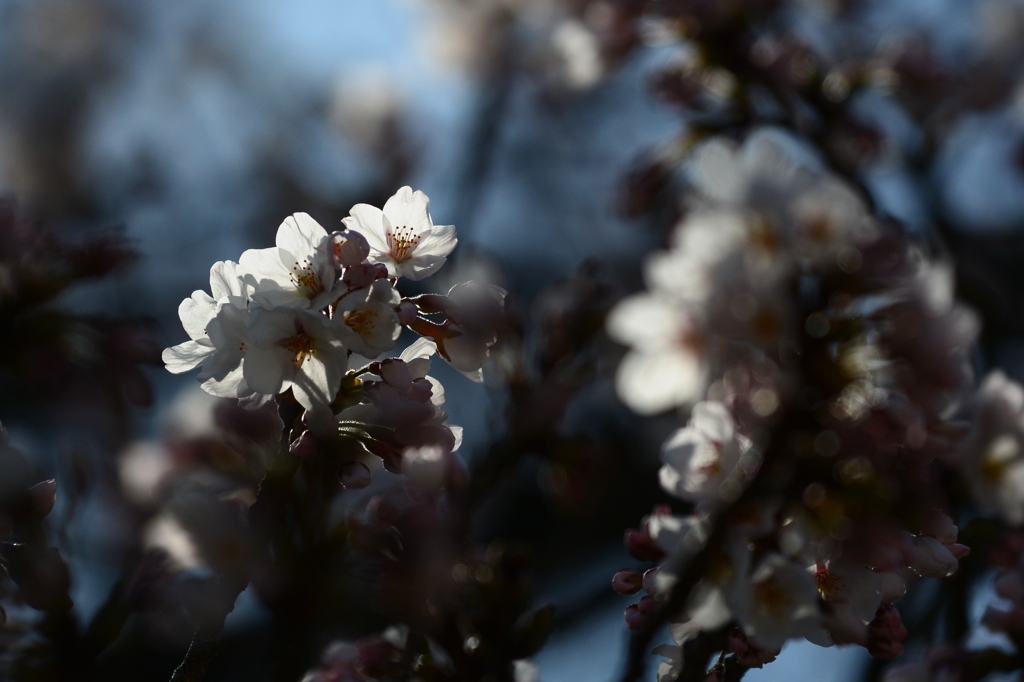 桜