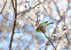 春の定番 Ⅰ