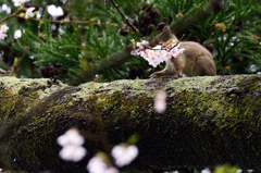 桜・りす　シリーズⅤ