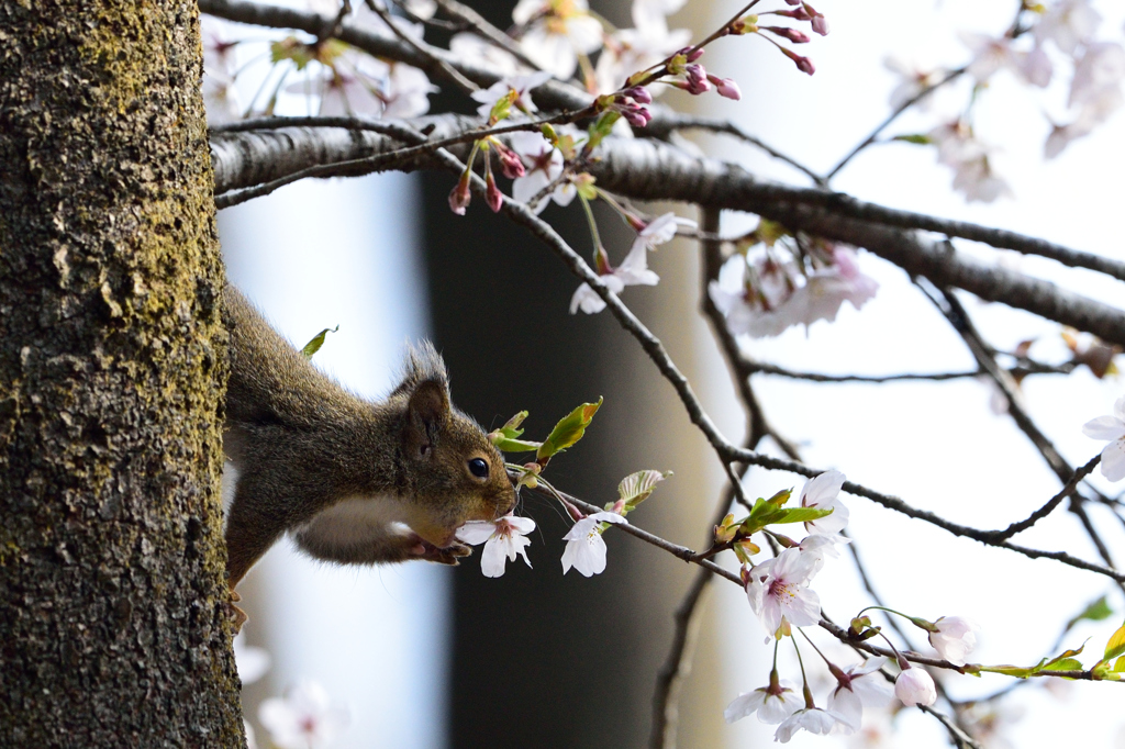桜を愛でる
