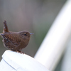 野鳥三題　Ⅲ　ミソッチ