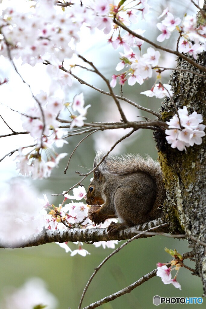 桜でカリカリ