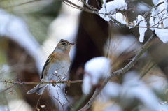 雪とアトリ　Ⅰ