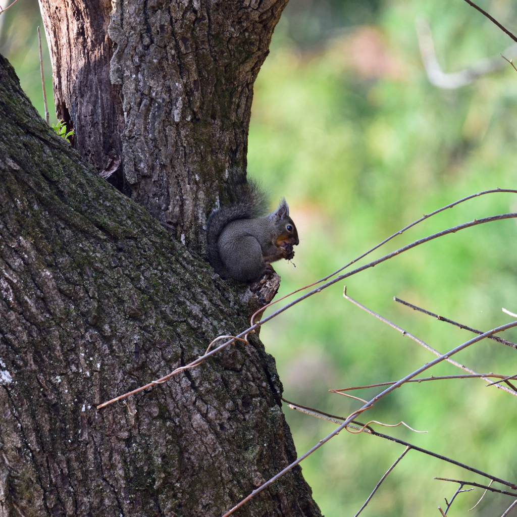 今朝の公園　Ⅰ