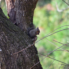 今朝の公園　Ⅰ