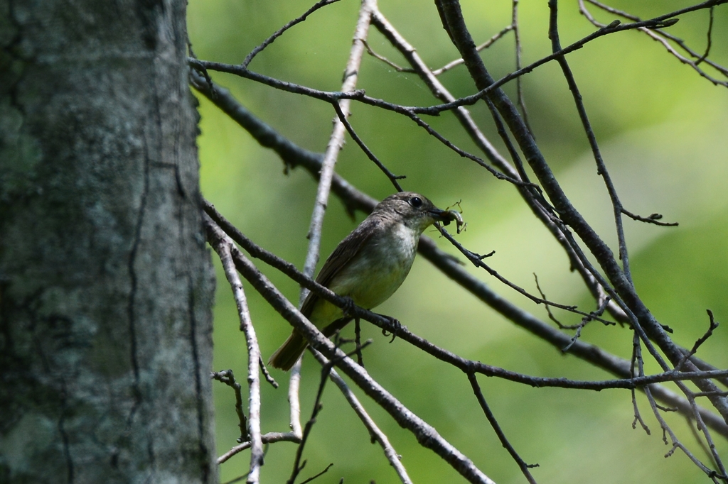 キビタキ　♀