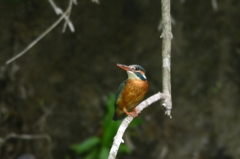 今年初　カワセミ　♀