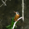 今年初　カワセミ　♀